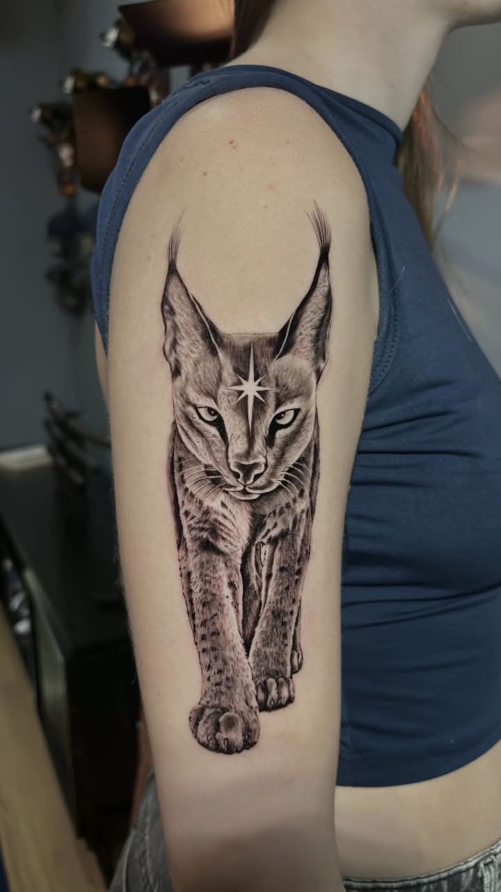 Lince & estrela